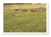 bales of hay